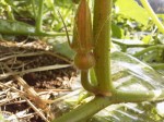 カボチャ雌花